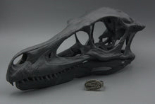 Load image into Gallery viewer, #1480, Velociraptor Skull, Size 12
