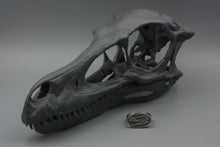 Load image into Gallery viewer, #1480, Velociraptor Skull, Size 12
